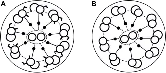 Реснички в норме(а), реснички при ПЦД (в)