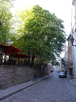 Вид улицы от улицы Пикк.Слева - зелёные насаждения Зелёного рынка