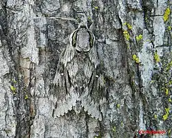 Kentrochrysalis streckeri, Хехцир, окрестности Хабаровска, ♂