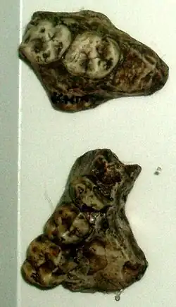 Фрагменты челюсти кениапитека