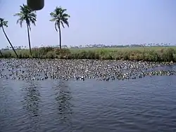 Утки на озере