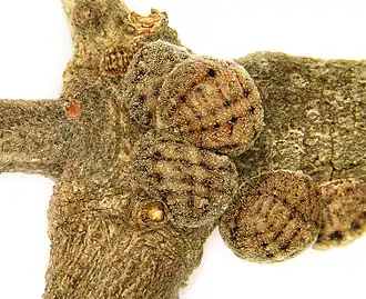 Взрослые самки Kermes echinatus Balachowsky, 1953