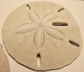 Плоский морской ёж (sand dollar) — эмблема ISEE