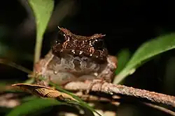 Каменистая чесночница