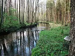 Река перед озером Клевье