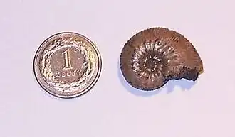 Kosmoceras transitionis