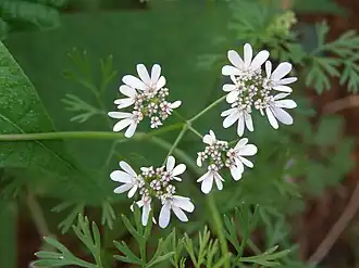 Цветки кориандра