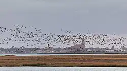 Журавли над островом Большой Кирр