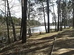 Сосновый лес в Кратово с прогулочной дорожкой