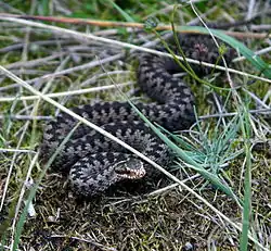 Обыкновенная гадюка (Vipera berus)
