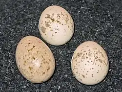 Кукушка (слева) и сорокопут-жулан