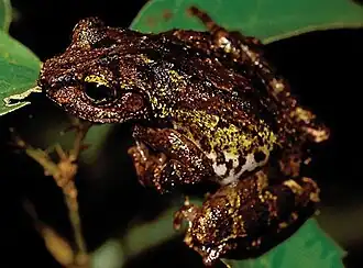 Голотип, взрослый самец