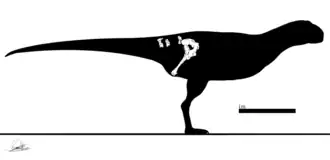 Реконструкция (белым цветом отмечены известные части скелета)