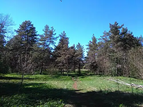 Лесопарк Куузику