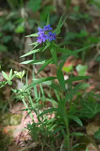 Aegonychon purpurocaeruleum
