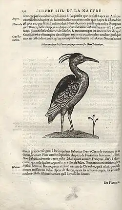 Венценосный журавль