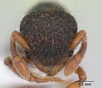 Муравей Lachnomyrmex amazonicus