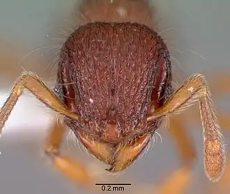 Lachnomyrmex pilosus