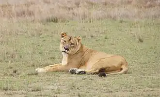 Леди Лиува в ноябре 2012 года