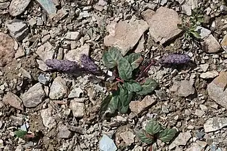 Растение при плодах на каменисто-щебнистой осыпи. Кыргызстан, перевал Бедель, 3900 м над уровнем моря.