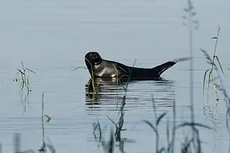 Ладожская кольчатая нерпа