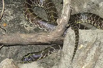 Lampropeltis splendida