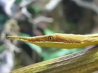Листоносый мадагаскарский уж (Langaha madagascariensis)