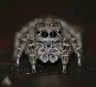 Langelurillus namibicus