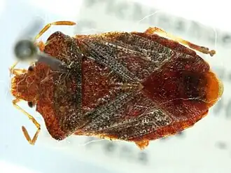 Lanopis rugosus