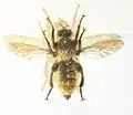 Laphria flava