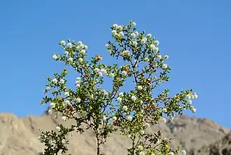 Larrea tridentata