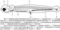 Личинка: 1 — средний мозг; 2 — слуховая капсула; 3 — пара меланофоров в виде перевернутой V-бразной фигуры; 4 — туловищный вентральный ряд меланофоров; 5 — плавниковая складка; 6 — меланофоры на анальном выступе; 7 — нижнехвостовой меланофорный ряд; 8 — уростиль