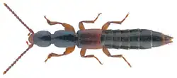 Lathrobium fulvipenne