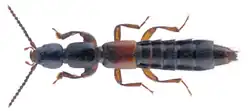 Lathrobium pallidipenne