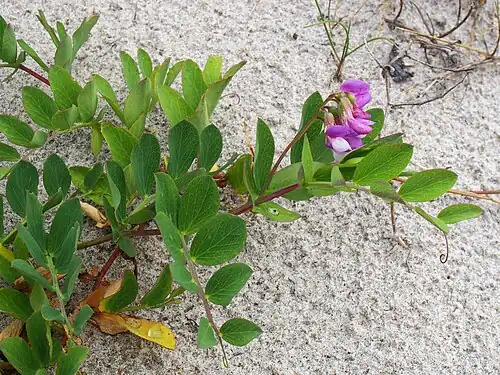 Цветущее растение. Берег Балтийского моря.