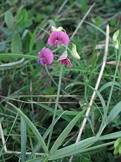 Чина лесная