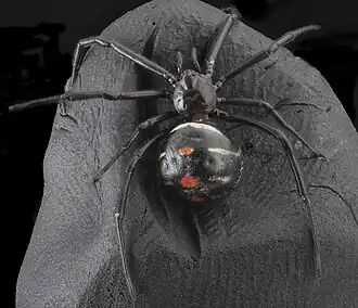 Самка паука Latrodectus variolus