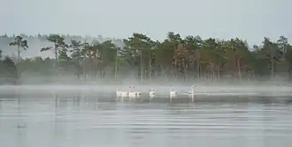 Стая лебедей на воде