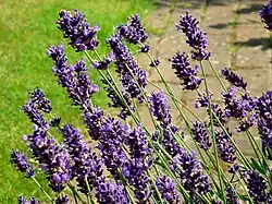 Лаванда узколистная (Lavandula angustifolia) 'Hidcote'