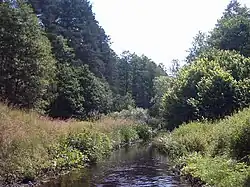 Река Правая Лесная в Беловежской пуще