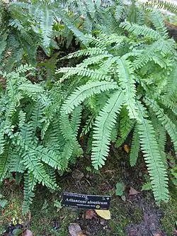 Папоротники