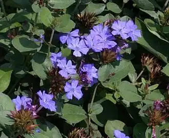 Цератостигма свинчатковая (Ceratostigma plumbaginoides), типовой вид рода