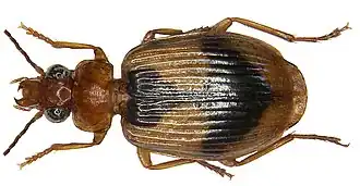 Lebia darlingtoniana