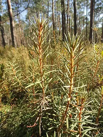 Багульник болотный в сентябре. Гидрологический заказник «Острова Дулебы». Беларусь