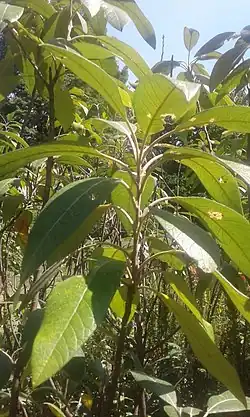 Ботанический сад Миссури