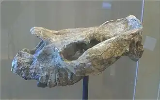 Череп Leontinia gaudryi