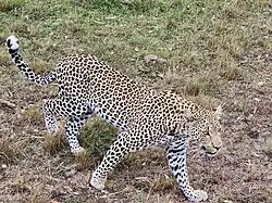 Леопард