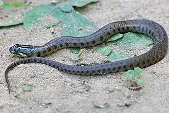 Леопардовая косоглазая змея