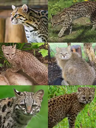 1-й ряд: оцелот, онцилла;
2-й ряд: кошка Жоффруа, Leopardus pajeros;
3-й ряд: длиннохвостая кошка,чилийская кошка