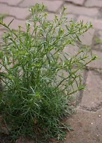 Клоповник мусорный  (Lepidium ruderale)